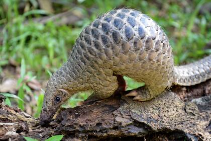 El pangolín