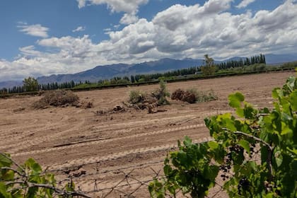 El abandono y la erradicación de viñedos no dejan de preocupar a los diferentes actores del sector, sobre todos los más chicos de la cadena industrial. Foto Pablo Mannino