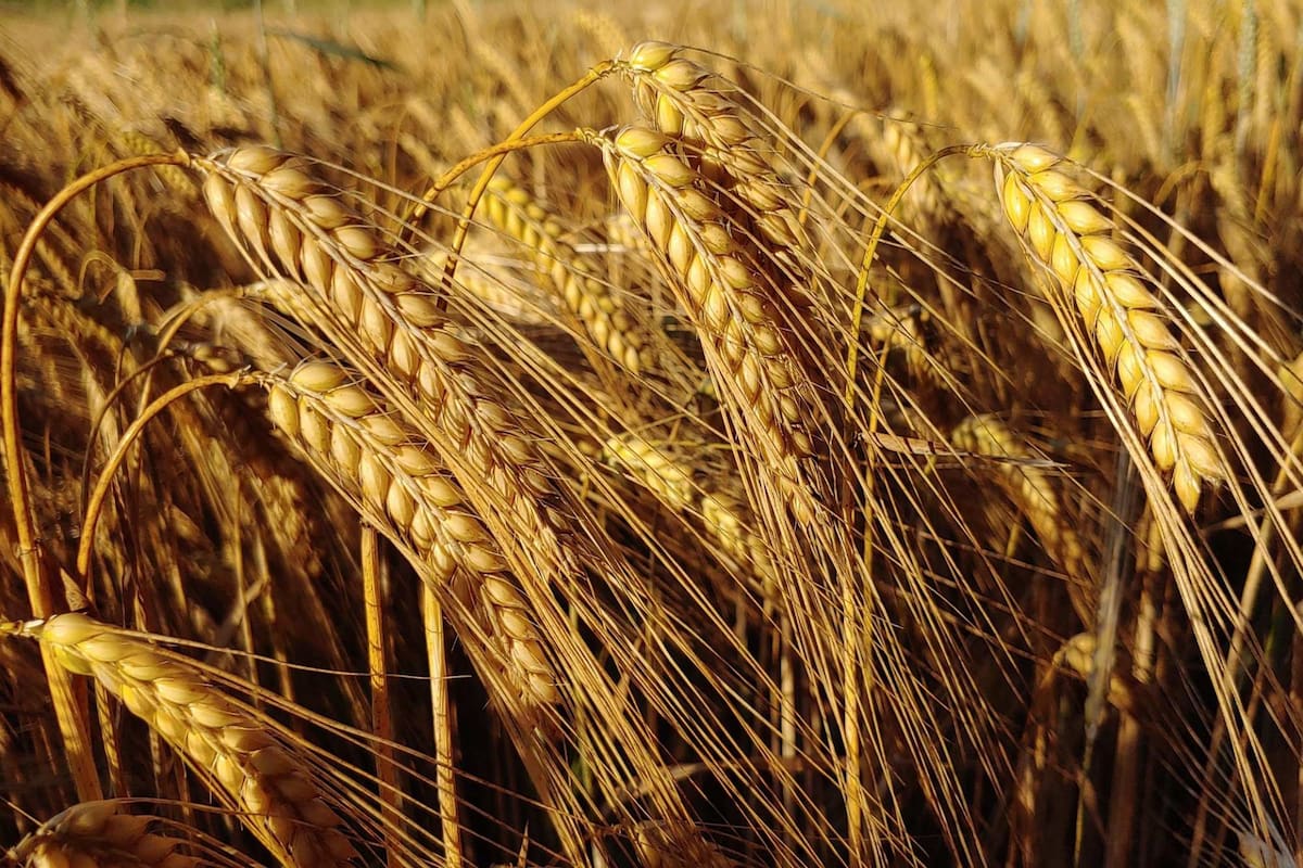 El abastecimiento de fertilizantes está asegurado