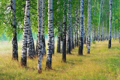 El abedul, un ejemplar utilizado en estas investigaciones, es un árbol abundante en el norte de Europa