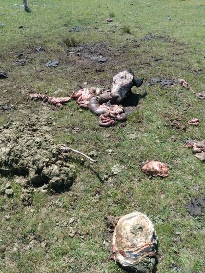 El abigeato en Olavarría preocupa a los productores