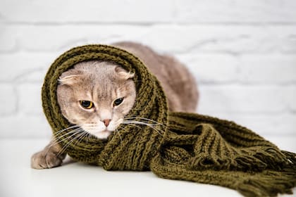 El abrigo es fundamental para que los gatos no pasen frío en invierno