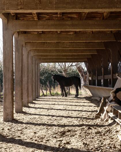 El abuelo de María les transmitió a todos sus nietos el amor por los caballos. Además de malbec, en la finca se cultiva alfalfa.