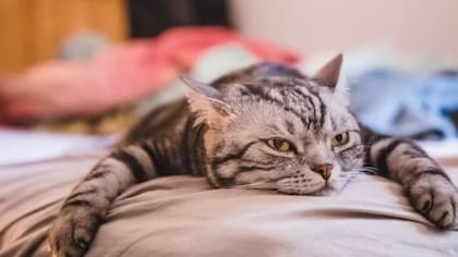 El aburrimiento puede llevar a algunos a preferir experimentar una incomodidad física, tal y como demostró un estudio reciente