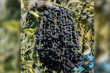 El açaí es uno de los alimentos que ganó popularidad (Foto Pexels)