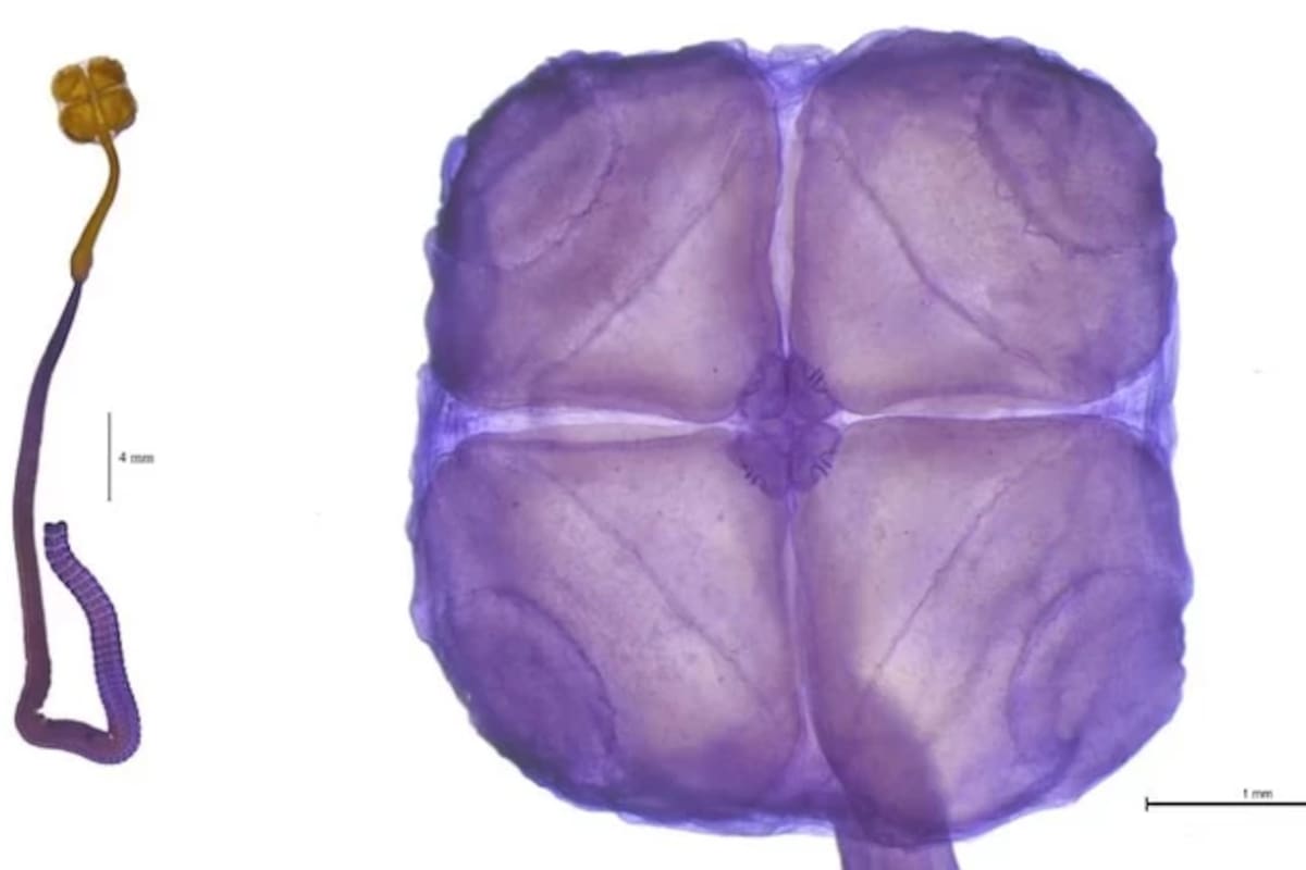 El Acanthobothrium goleketen es un gusano plano emparentado con la lombriz solitaria cuyo nombre significa “buena suerte” en lengua tehuelche.