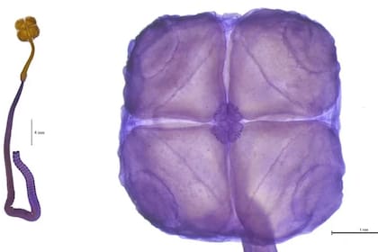 El Acanthobothrium goleketen es un gusano plano emparentado con la lombriz solitaria cuyo nombre significa “buena suerte” en lengua tehuelche.