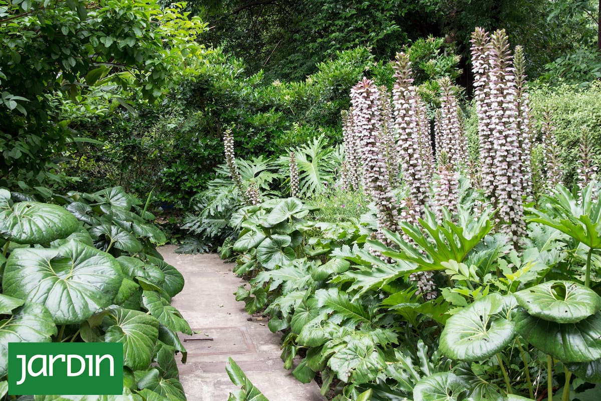 El acanto permite ocupar sectores sombríos y mantener coherencia vegetal en espacios largos y estrechos
