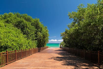El acceso a la playa desde el hotel Playa del Carmen, con un imponente deck de madera y rodeado de un bosque de manglares que protege las costas de los huracanes y las mareas altas.