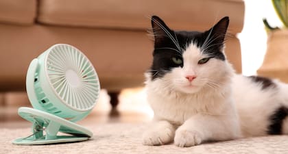 El acceso a zonas de sombra, una ventilación suave y la libertad de movimiento son cosas fundamentales para el gato