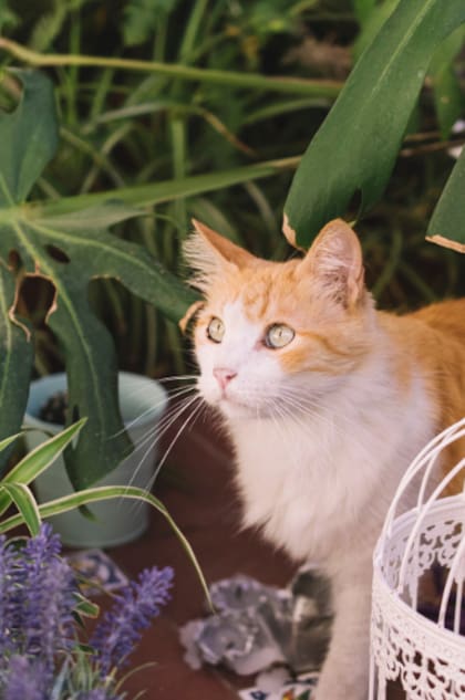 El acceso al exterior permite a los gatos explorar estímulos que no encuentran dentro del hogar (Foto: Freepik)