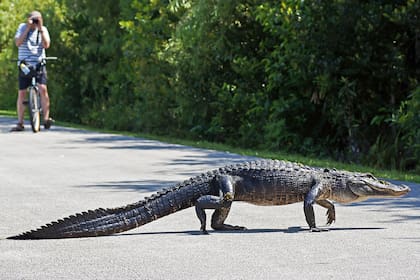 El acceso de Shark Valley permite asomarse a los Everglades, con posibilidades de encuentros cercanos con sus habitantes