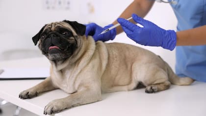 El accidente cerebrovascular puede provocar que el animal quede rengo