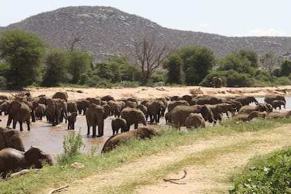 El accidente ocurrió a las 9.13 cuando el helicóptero volaba desde la Reserva Natural de Loisaba hacia la zona de Ewaso Nyiro, en el condado de Samburu
