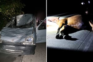 El accidente se cobró la vida del hombre y del animal. Foto: X