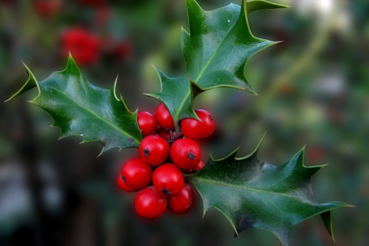 El acebo es un árbol de la familia de las Aquifoliáceas