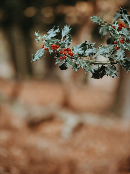 El acebo representa la corona de espinas y la sangre de Jesús (Unsplash)