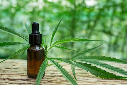 El aceite de cannabis se usa contra la epilepsia