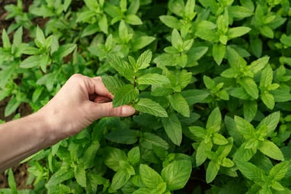 El aceite de hojas de menta tiene efectos antihongos y es poderoso como repelente de plagas. Sus flores son muy atractivas para polinizadores e insectos benéficos