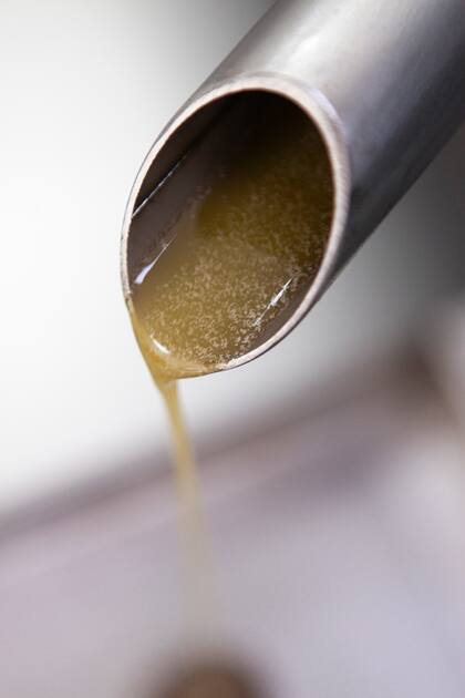 El aceite de oliva de Olivos del Napostá es de muy buen nivel