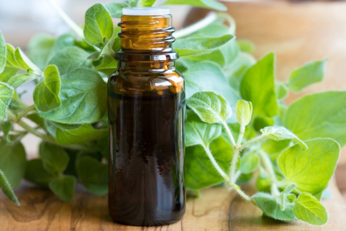 El aceite de orégano se utiliza principalmente como complemento natural por sus posibles propiedades antimicrobianas y antioxidantes