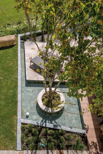 El acer tridente es un árbol que crece al sol o bajo media sombra cuyo follaje enrojece y amarillea en otoño. Tolera los inviernos fríos y resiste lapsos de sequía, el viento y la polución urbana