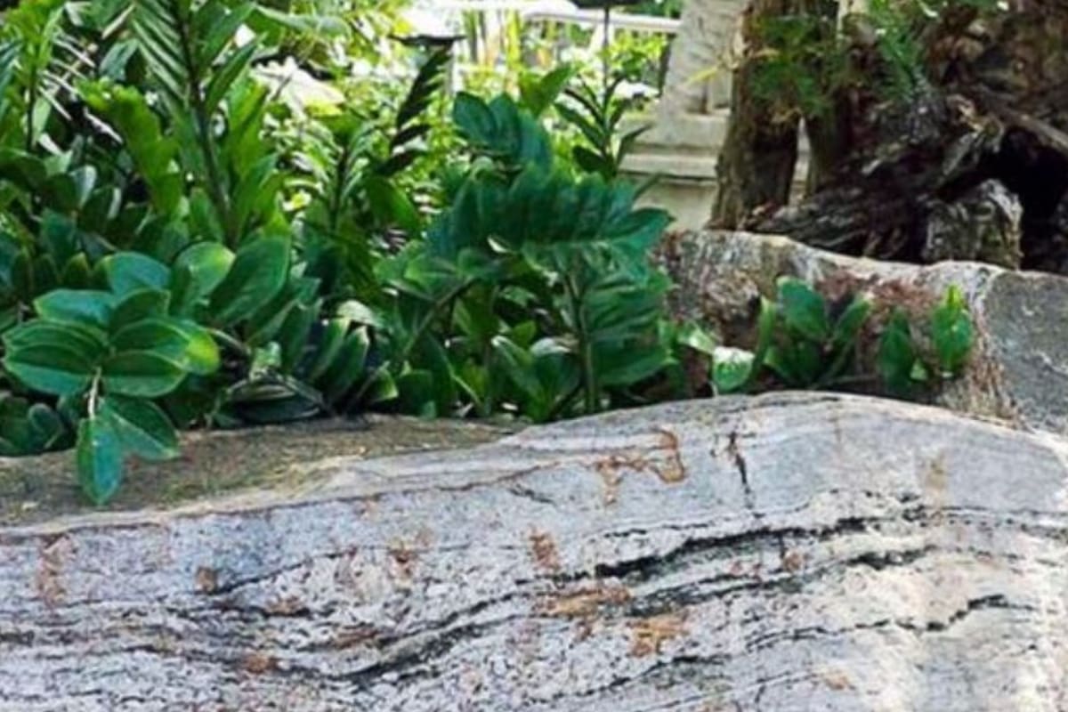 El acertijo de la mariposa que se deberá resolver en menos de cinco segundos