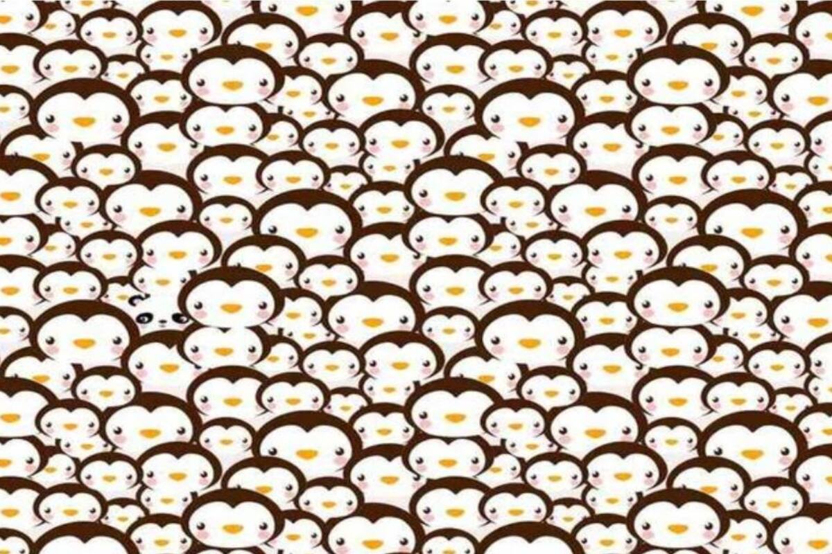 El acertijo del oso panda que cautiva a los usuarios en las redes sociales