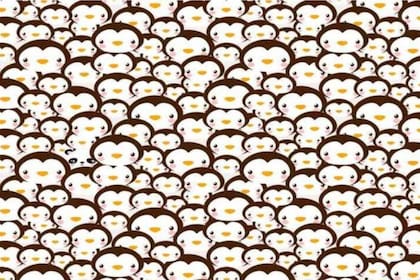 El acertijo del oso panda que cautiva a los usuarios en las redes sociales