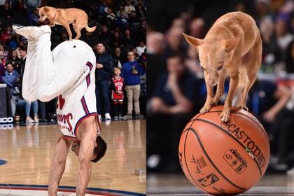El acróbata de 27 años realiza desde hace más de 7 años shows con sus dos perros para sorprender a todo el mundo