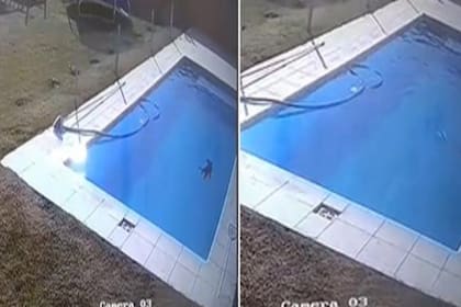 El acto heroico del niño que salvó a su perro de morir ahogado se hizo viral en TikTok