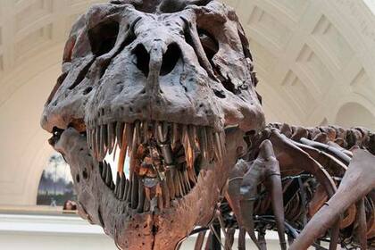 El actor fue sospechoso de la compra del fósil de un T-Rex en una subasta