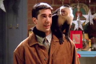 La inesperada pelea entre David Schwimmer y el entrenador de la mona “Marcel”