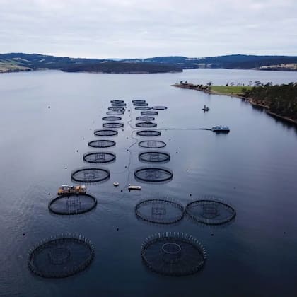 El actual gobierno australiano aprobó una controvertida ley para proteger la producción del salmón tras las presiones ejercidas por funcionarios del estado de Tasmania