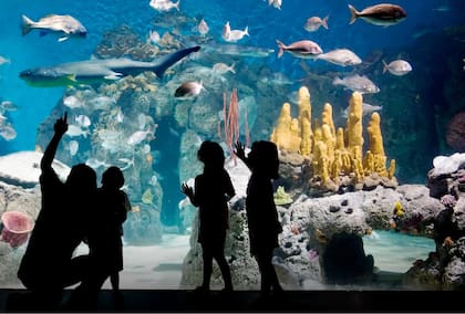 El acuario es uno de los espacios más convocantes del bioparque.