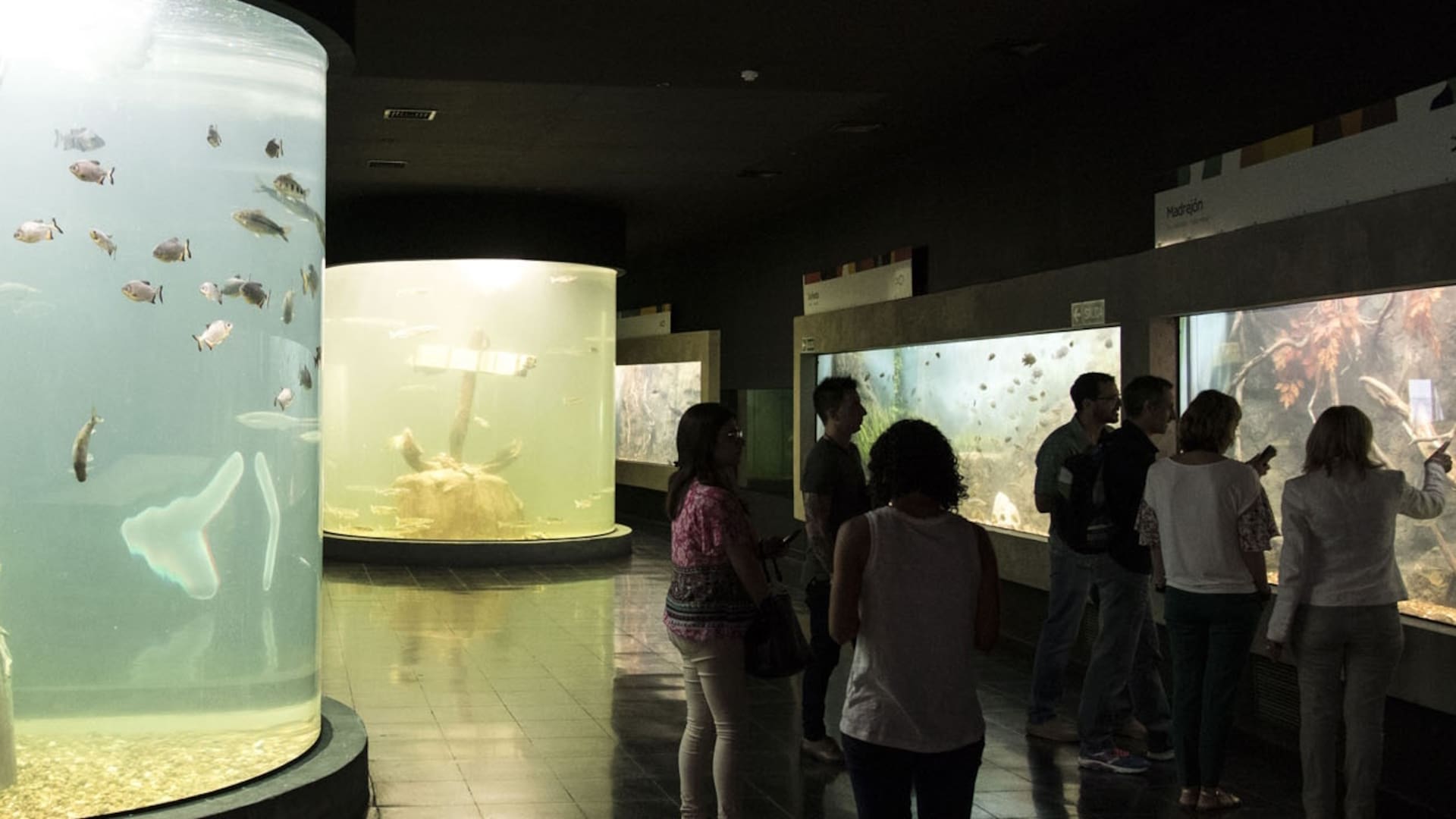 El Acuario Río Paraná permite observar 80 de las 240 especies que habitan el río.