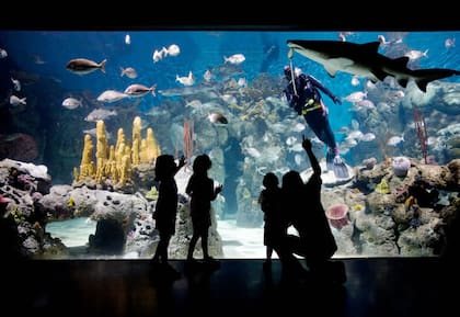 El acuario, uno de los grandes atractivos de Temaikèn.