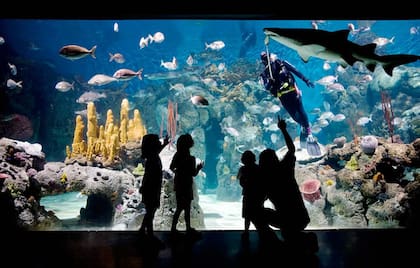 El acuario, uno de los puntos preferidos en la visita a Temaikèn.
