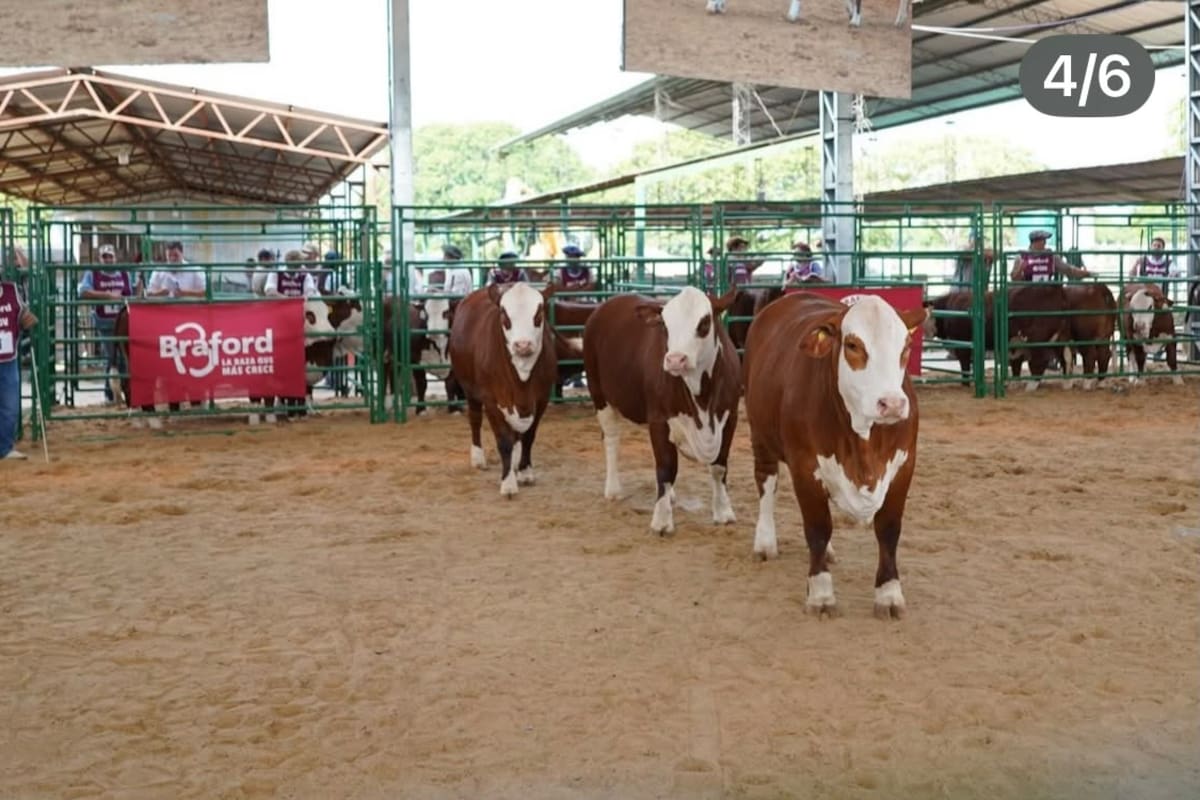 El acuerdo busca acercar a los productores el conocimiento generado en los rodeos Braford del INTA