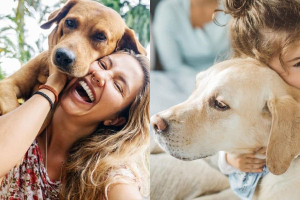 El adiestramiento debe ser en positivo para no generarle miedo al animal