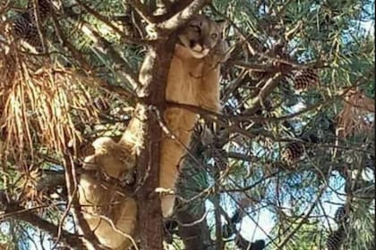 El adorable felino estaba recostado sobre la rama de un pino en el barrio Las Dunas, de Monte Hermoso, muy cerca de una zona de médanos