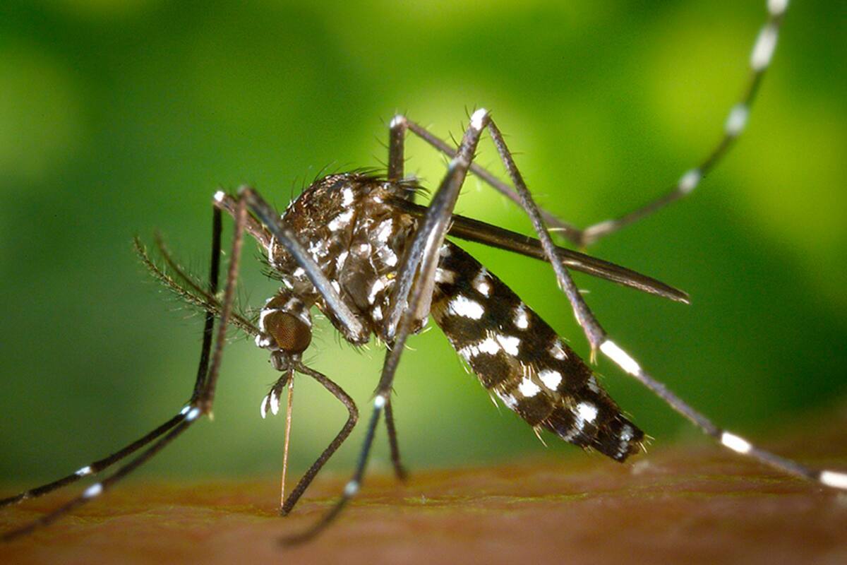 El aedes aegypti, el véctor transmisor del dengue