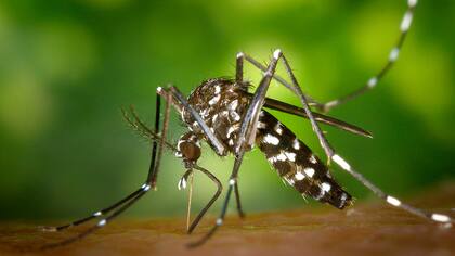 El aedes aegypti, el véctor transmisor del dengue