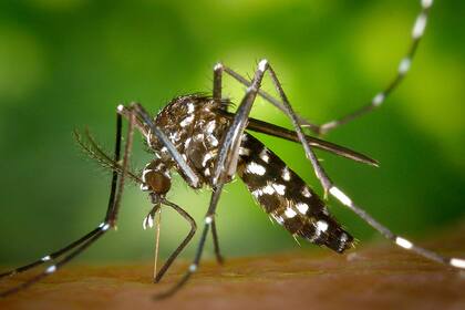 El aedes aegypti, el véctor transmisor del dengue