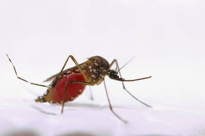 El "Aedes aegypti", mosquito vector del dengue