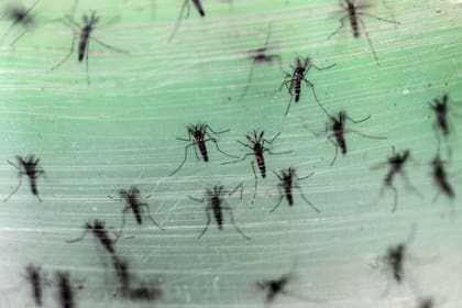 El Aedes aegypti propaga arbovirus, como el dengue y la fiebre amarilla