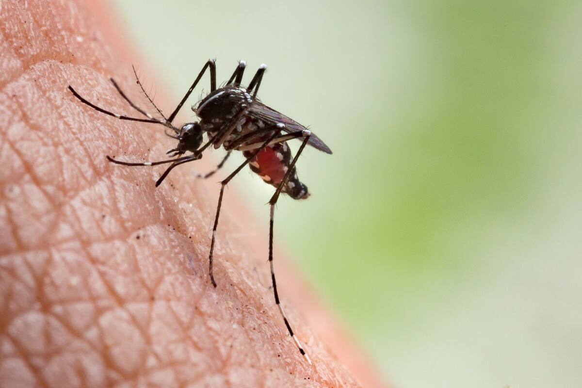 El Aedes aegypti, vector del dengue