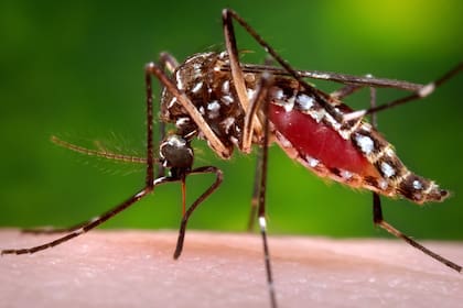 El Aedes aegypti, vector del dengue, tiene varias particularidades que no comparte con otras especies de mosquito
