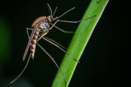 El Aedes Albifasciatus, o "mosquito del charco", es la especie que circula actualmente gracias a que están más adaptados al frío