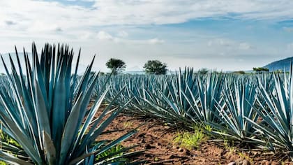El agave es fundamental para la elaboración del tequila